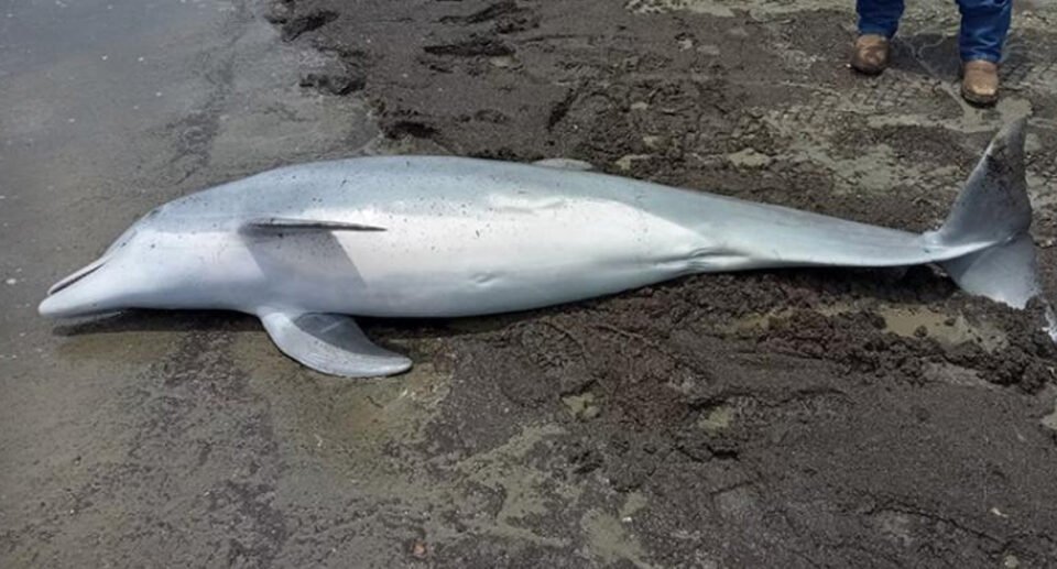 Dead Dolphin Found Riddled With Bullets