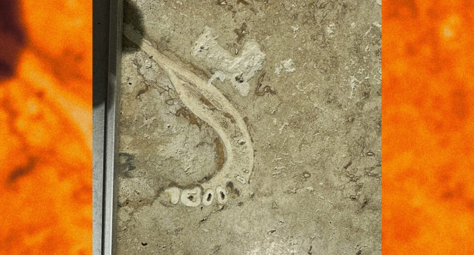 Dentist Alarmed to Spot Human Jawbone in Parents’ Tile Floor