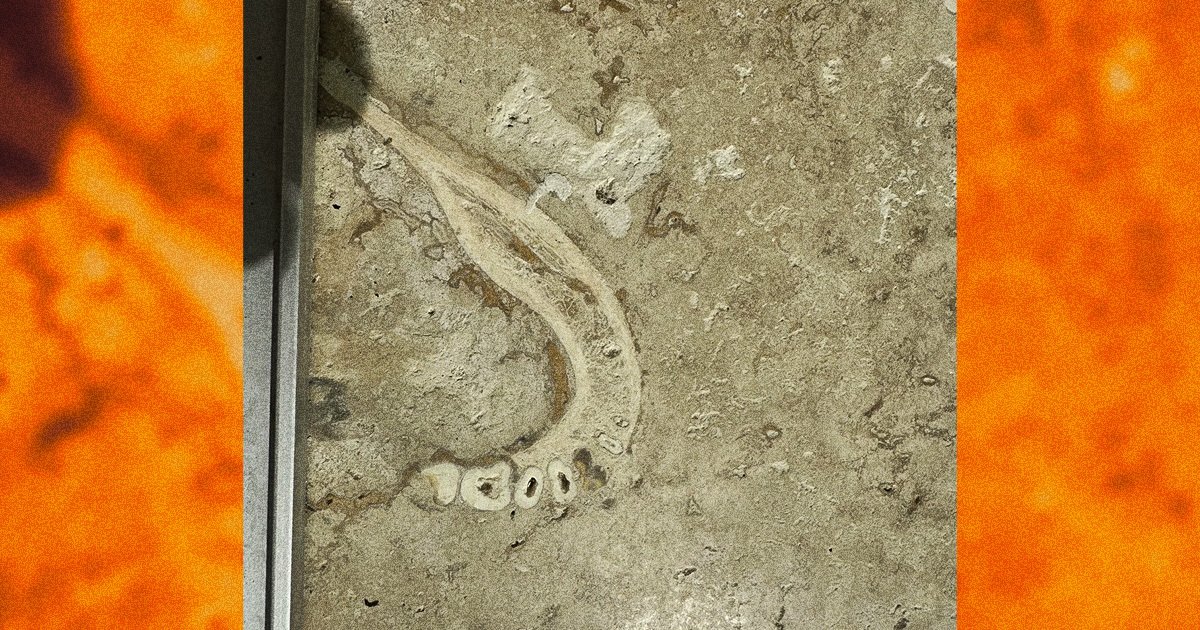 Dentist Alarmed to Spot Human Jawbone in Parents’ Tile Floor