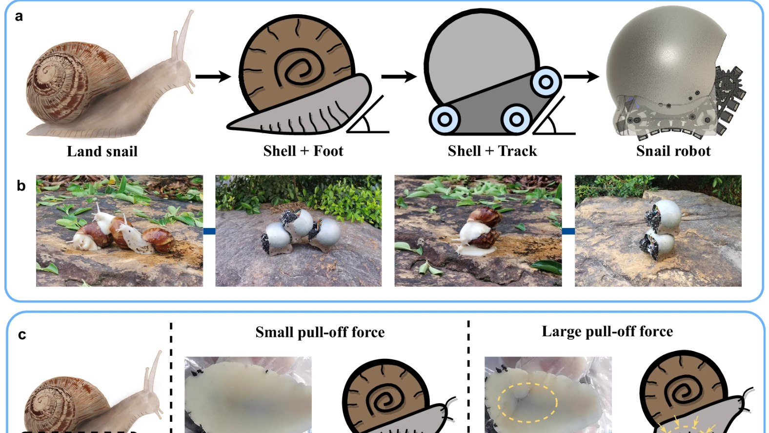 The future of robot swarms is… Snails? How mollusk-inspired bots could tackle tough jobs